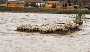 alluvione pecore