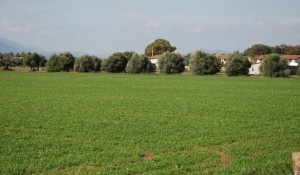 paesaggio_agrario_02_d0