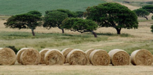 foto campagna