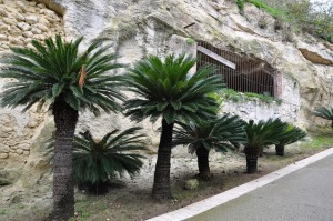 Cycas ai giardini pubblici lungo la salita