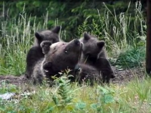 Orsa cuccioli