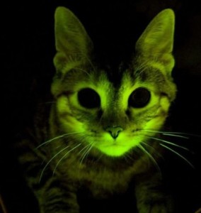 gatto-fluorescente