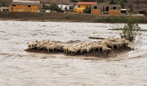 pecore_alluvione_sardegna_66891